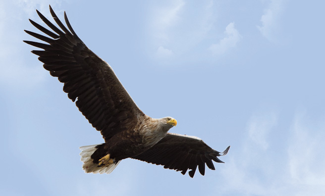 A sea eagle over the Isle of Mull (Pic: Alamy)