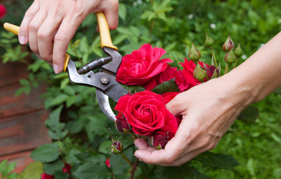 When using cut roses, warm water will help tightly closed flower heads to open. Pic: Shutterstock