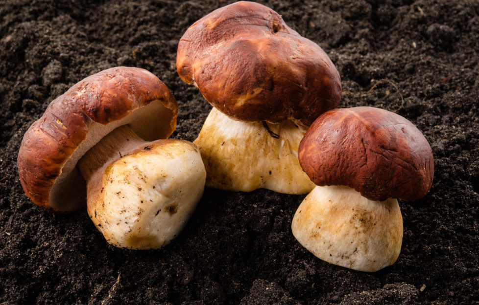 Porcini mushrooms growing wild. Pic: Shutterstock