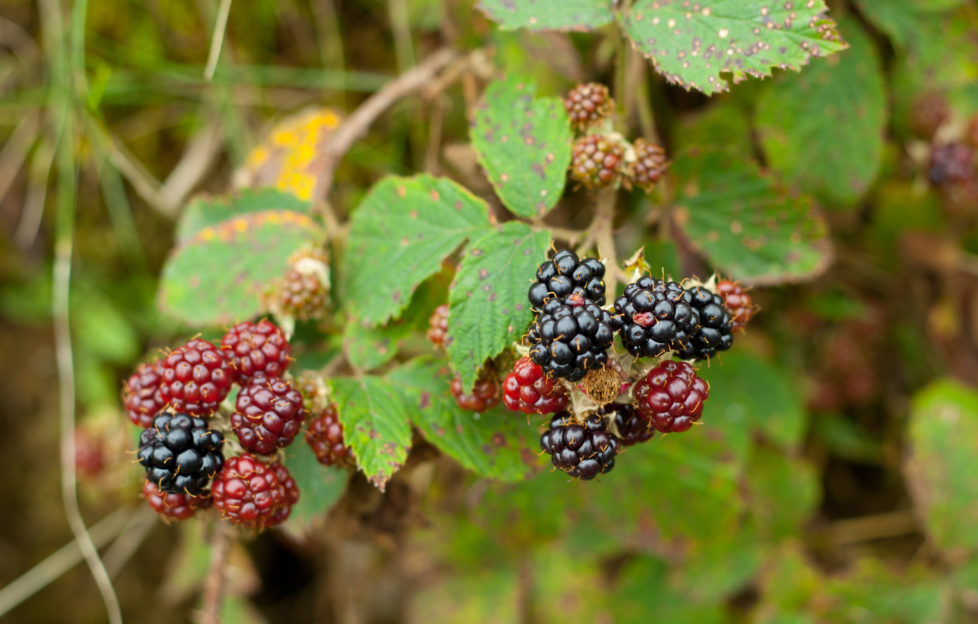 These wee gems of the hedgerows are incredibly versatile. Pic: Shutterstock