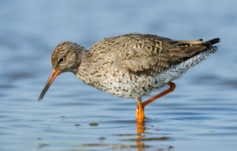 The well-named redshank wading in the shallows. Pic: Shutterstock.