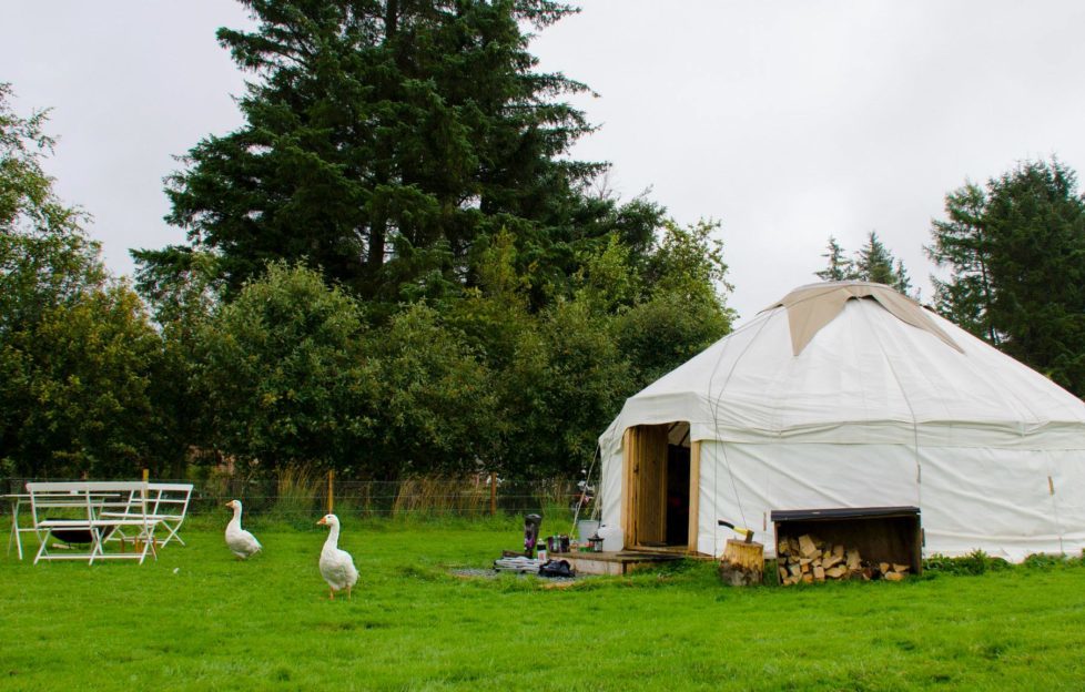 The Monster Yurt at the Ecocamp, complete with mischievous geese