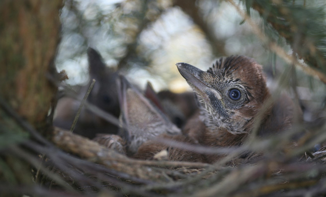 Baby jays looking for their next meal