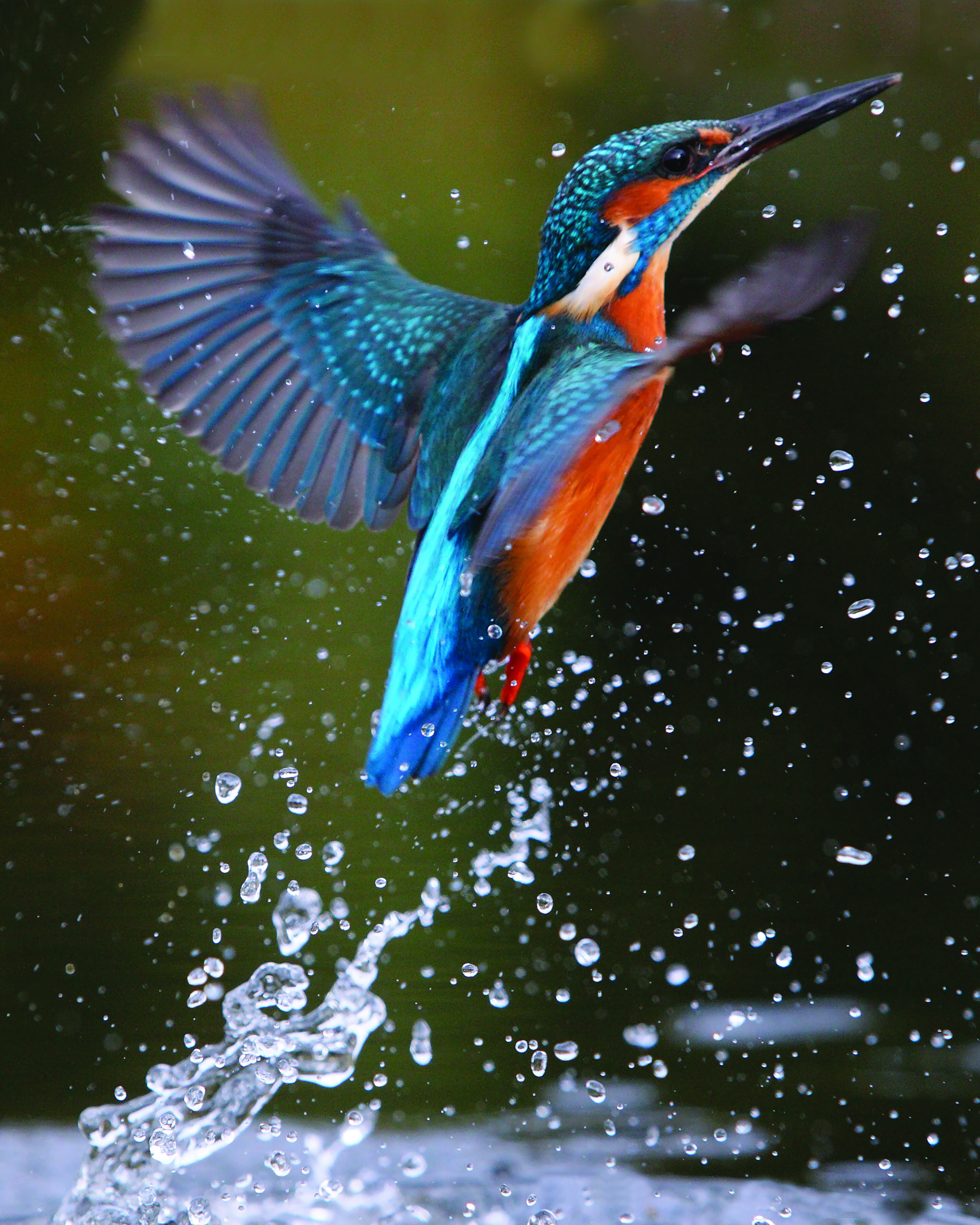 The kingfisher tears upstream! Pic credit: Laurie Campbell.