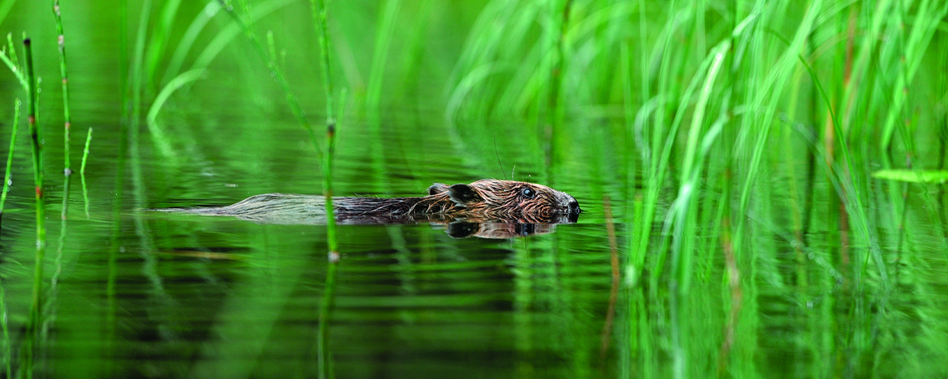 A creature of uncanny wisdom. Pic credit: Laurie Campbell. european beaver