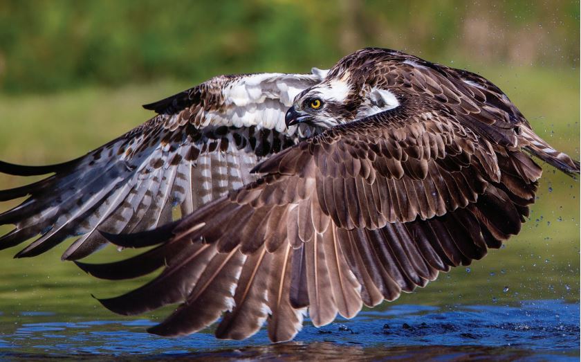 Protecting the Osprey in action
