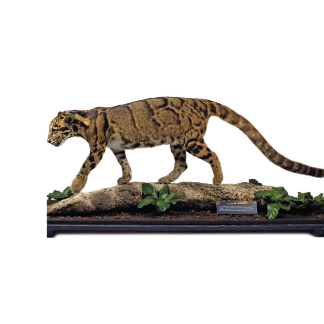 The leopard. Kelvingrove Museum